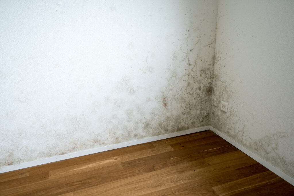 an example of black mold taking over a wall in a house in boone, nc